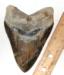 Summerville Megalodon Tooth